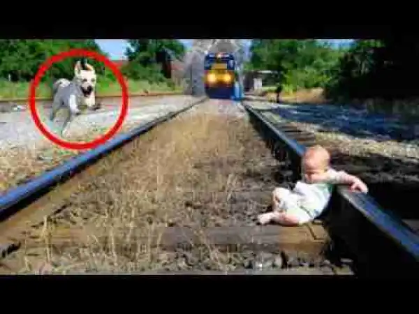 Video: Videos of Unbelievable Animals That Saved People